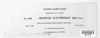 Uromyces glycyrrhizae image
